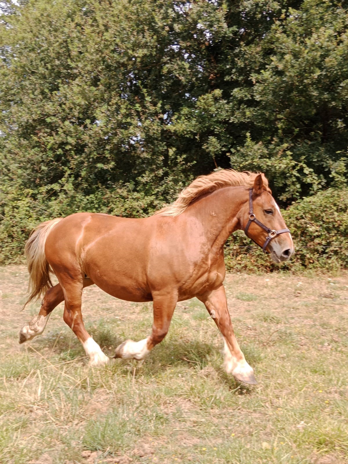 DELICE jument trait breton disponible à la vente