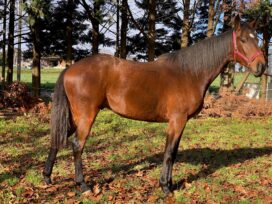 cheval à vendre loisir sport 