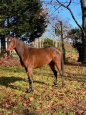 cheval hongre loisir sport disponible à la vente
