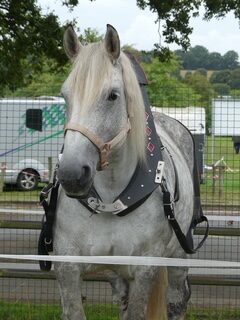 Dahlia jument de trait percheron